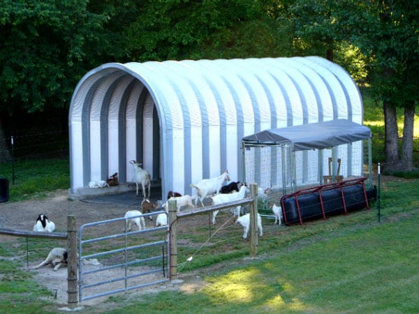 steel open ended quonset hut run in with a dozen goats inside and around the building