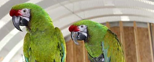 parrots