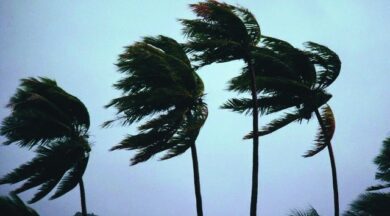 palm trees blowing in hurricane winds