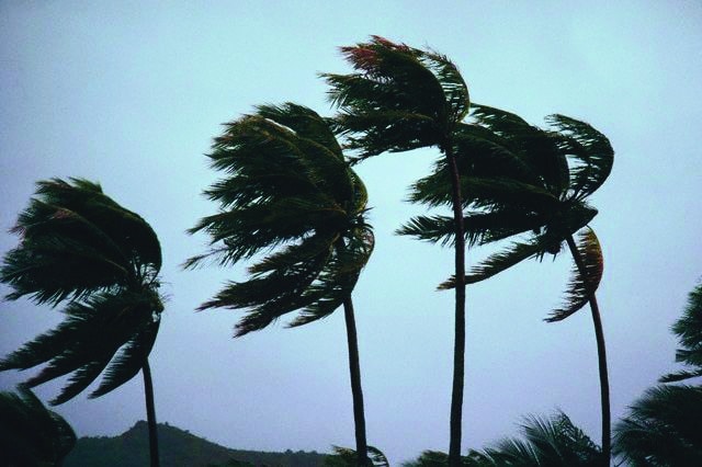 Strong Winds Blowing Coastal Palms