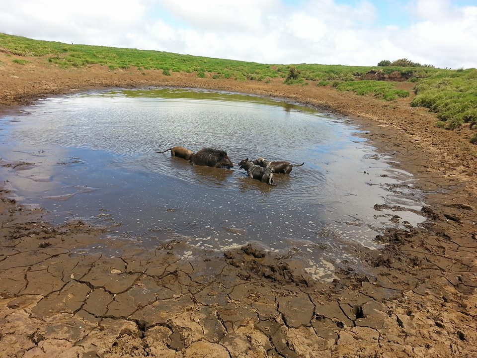 wild animals playing in mud