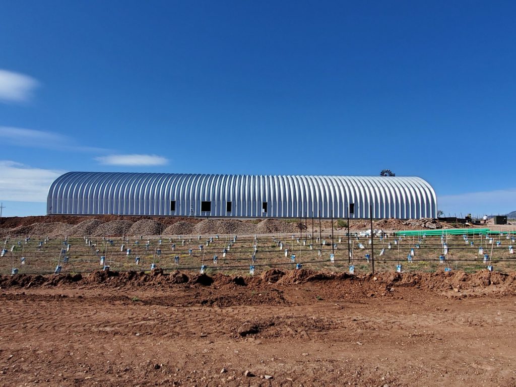 Young vineyard with Quonset structure in background.