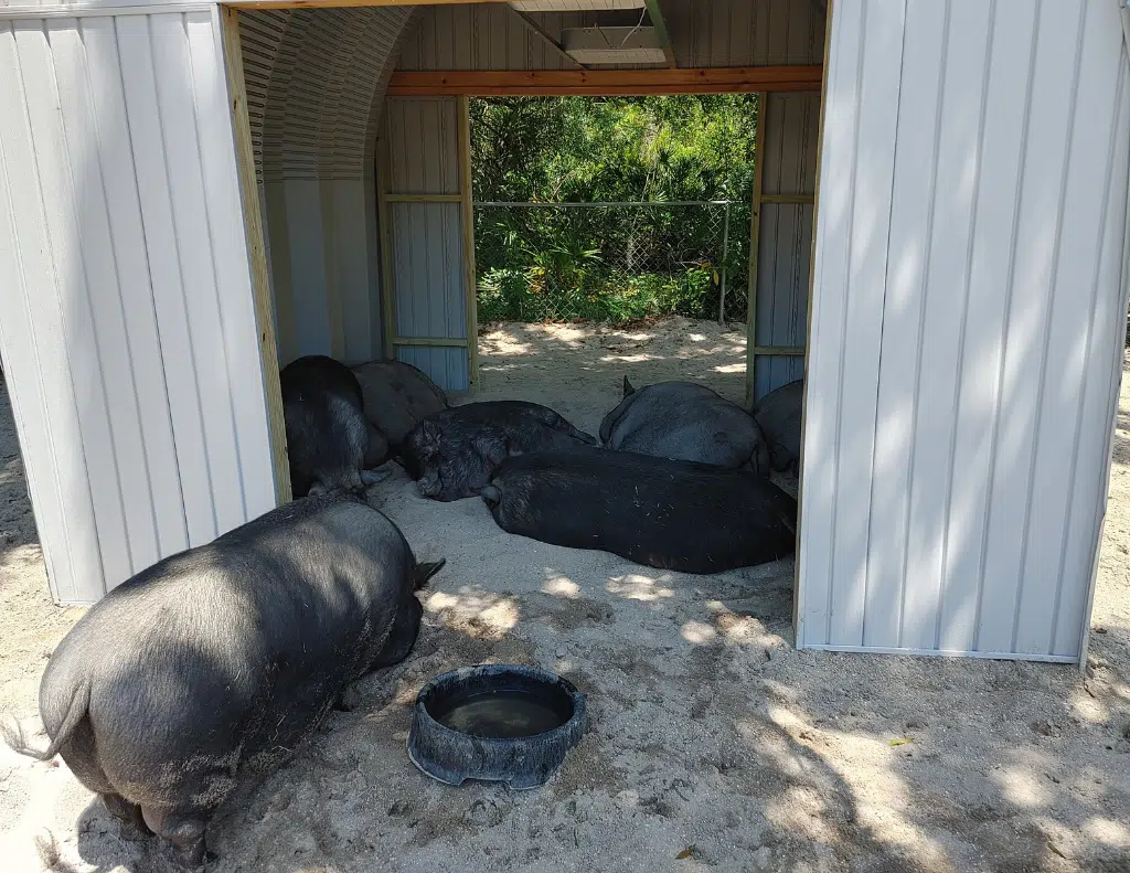 black pigs resting in sand under open quonset structure