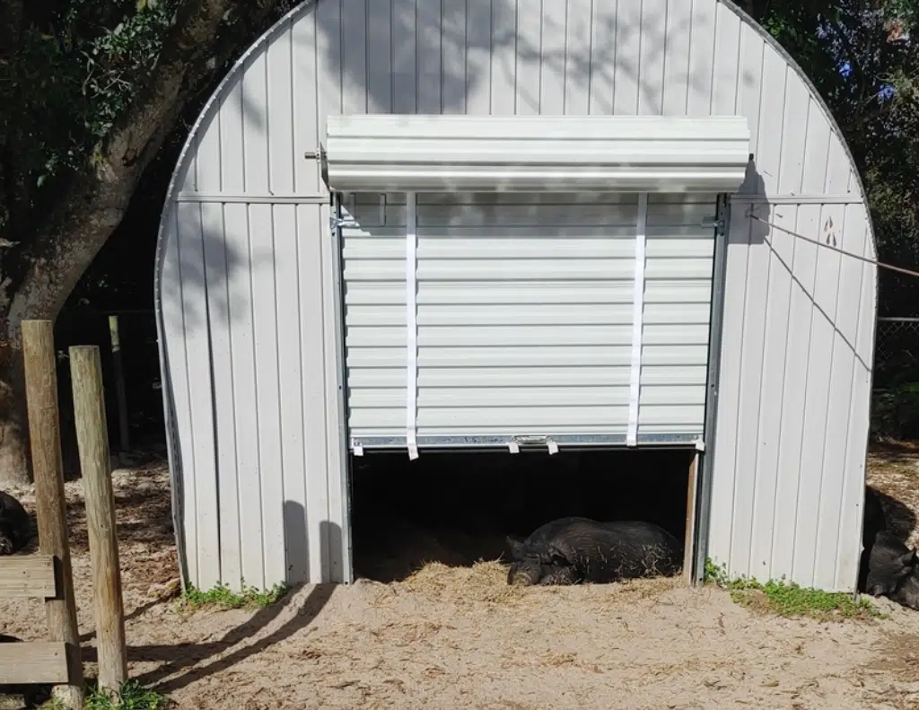 black pigs resting in dirt under and around partially opened Quonset shelter