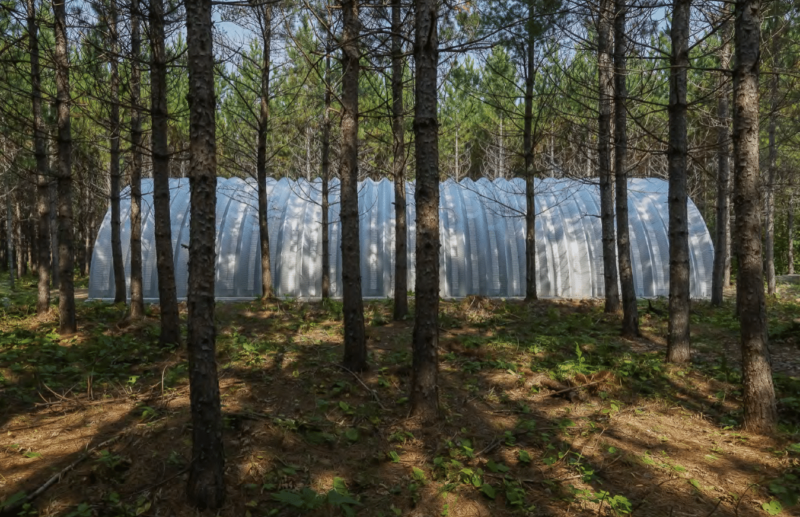 Full sideview of the metal arches on a Q-model Quonset Hut in the Togo woods, Minnesota.