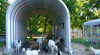 steel open ended quonset hut run in with a dozen goats inside and around the building