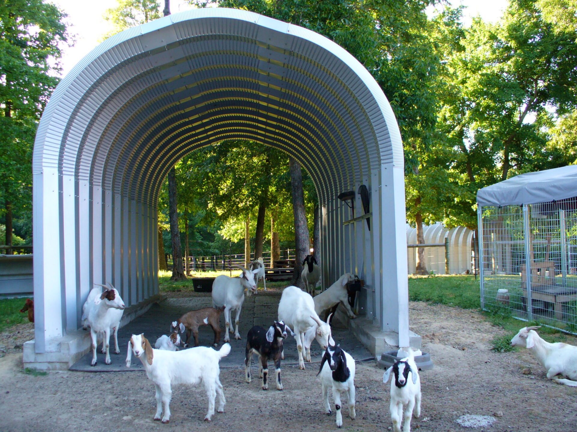 steel open ended quonset hut run in with a dozen goats inside and around the building