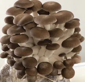 White mushrooms with brown tops